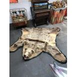 Real Bear Floor Rug with Trade (CITES) Declaration