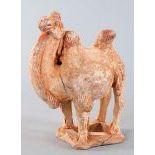 Model of a Camel, China, Tang Dynasty 618-907 AD